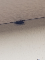 Triatoma gerstaeckeri