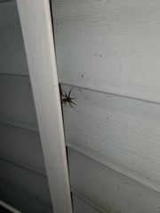 Lycosoidea