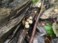 Nidulariaceae