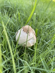 Chlorophyllum