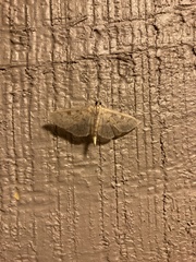 Herpetogramma aquilonalis