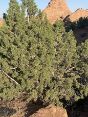 Juniperus osteosperma