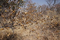 Combretum