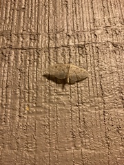 Herpetogramma aquilonalis