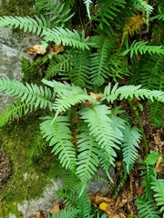 Polypodium virginianum