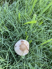 Chlorophyllum