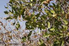 Combretum
