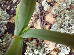 Bulbine