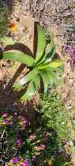 Ornithogalum xanthochlorum