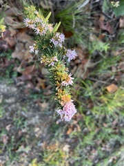 Lespedeza virginica