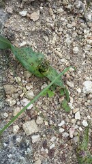 Lachenalia orchioides