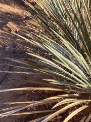 Yucca angustissima