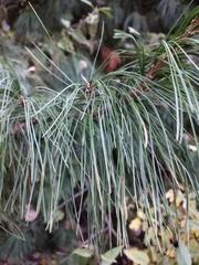 Pinus sibirica