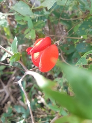 Periandra coccinea