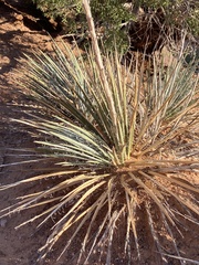 Yucca angustissima