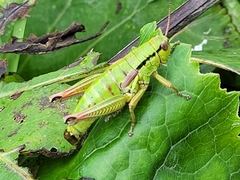 Pseudopodisma