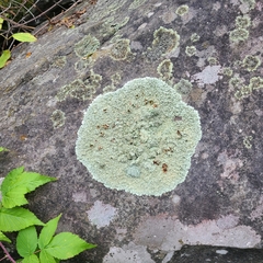 Xanthoparmelia viriduloumbrina
