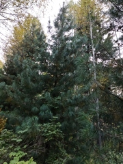 Pinus sibirica