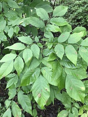 Melioides