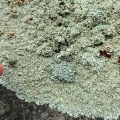 Xanthoparmelia viriduloumbrina