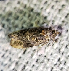 Endothenia hebesana
