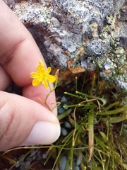 Bulbine