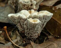 Phellodon niger