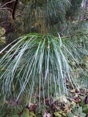 Pinus sibirica