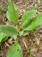 Verbascum thapsus