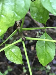 Melioides