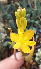 Bulbine