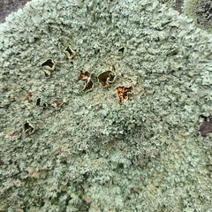 Xanthoparmelia viriduloumbrina