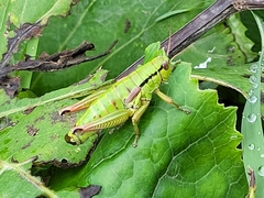 Pseudopodisma
