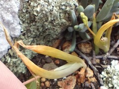 Bulbine