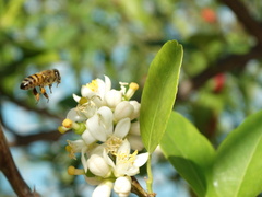 Apis mellifera