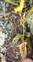 Bulbine