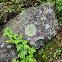 Xanthoparmelia viriduloumbrina