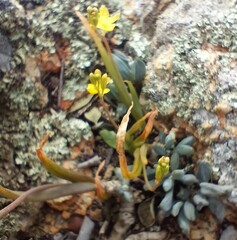 Bulbine