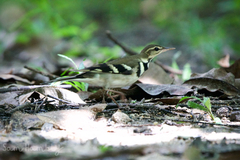 Dendronanthus indicus