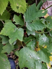 Ribes rubrum