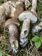 Leccinum duriusculum