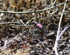 Cicindela scutellaris lecontei