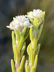 Phylica lanata