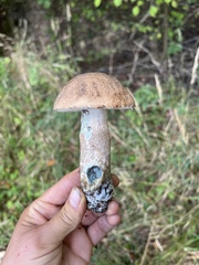 Leccinum duriusculum