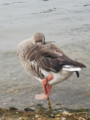 Anser anser domesticus