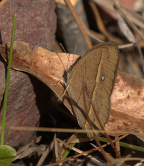 Brakefieldia perspicua