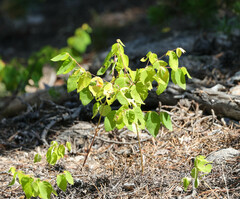 Apocynum androsaemifolium