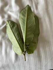Terminalia elliptica
