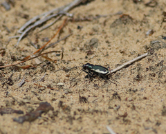 Cicindela scutellaris lecontei