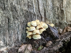 Hypholoma fasciculare